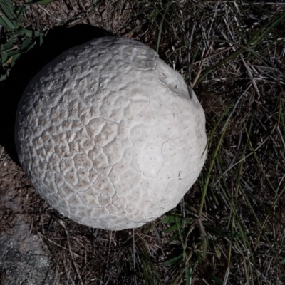 Calvatia sp. (a puffball ) at Farrer Ridge - 6 Feb 2016 by galah681