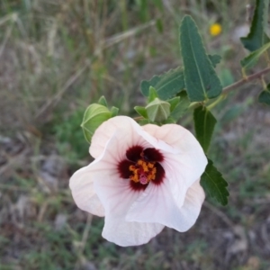 Pavonia hastata at Farrer, ACT - 22 Feb 2016 10:11 AM