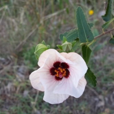 Pavonia hastata (Spearleaf Swampmallow) at Farrer, ACT - 21 Feb 2016 by galah681