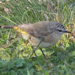 Acanthiza chrysorrhoa (Yellow-rumped Thornbill) at Paddys River, ACT - 16 May 2014 by michaelb