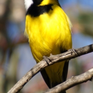 Pachycephala pectoralis at Red Hill, ACT - 18 Aug 2015 04:18 PM