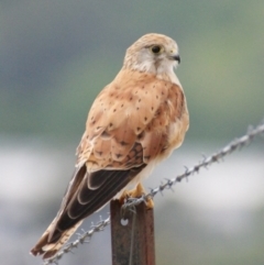 Falco cenchroides at Garran, ACT - 2 Jan 2016