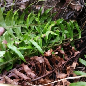 Blechnum cartilagineum at Kambah, ACT - suppressed