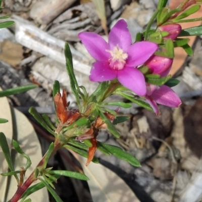 Crowea exalata subsp. exalata (Small Crowea) at Molonglo Valley, ACT - 11 Feb 2016 by galah681