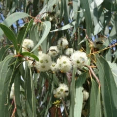 Eucalyptus macrorhyncha (Red Stringybark) at Molonglo Valley, ACT - 11 Feb 2016 by galah681