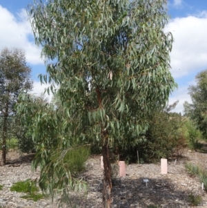 Eucalyptus macrorhyncha at Sth Tablelands Ecosystem Park - 11 Feb 2016