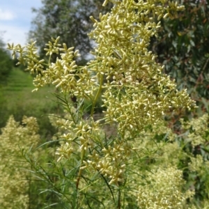 Cassinia quinquefaria at Molonglo Valley, ACT - 11 Feb 2016 11:20 AM