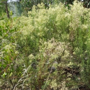 Cassinia quinquefaria at Molonglo Valley, ACT - 11 Feb 2016 11:20 AM