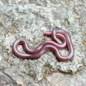 Anilios nigrescens at Molonglo River Reserve - 24 Oct 1976