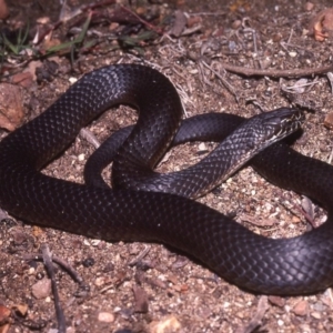 Austrelaps ramsayi at Paddys River, ACT - 25 Oct 1977 12:00 AM