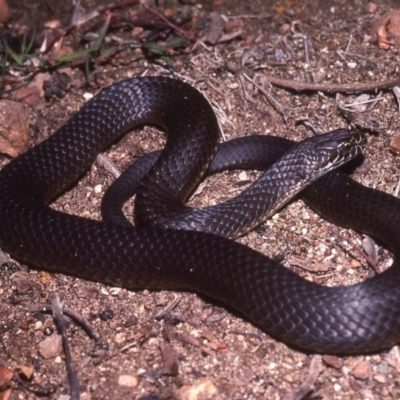 Austrelaps ramsayi (Highlands Copperhead) at Tidbinbilla Nature Reserve - 24 Oct 1977 by wombey