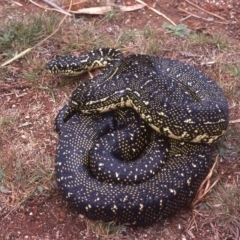 Morelia spilota (Carpet Python) by wombey
