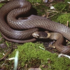 Drysdalia rhodogaster (Mustard-bellied Snake) at Bermagui, NSW - 15 Sep 1978 by wombey