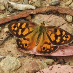 Heteronympha penelope (Shouldered Brown) at Cotter River, ACT - 12 Feb 2016 by JohnBundock