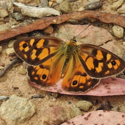 Heteronympha penelope (Shouldered Brown) at Cotter River, ACT - 12 Feb 2016 by JohnBundock