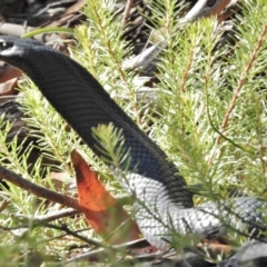 Pseudechis porphyriacus (Red-bellied Black Snake) at Cotter River, ACT - 23 Feb 2016 by JohnBundock