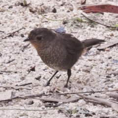 Pycnoptilus floccosus (Pilotbird) at Namadgi National Park - 11 Feb 2016 by JohnBundock