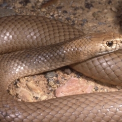 Pseudonaja textilis (Eastern Brown Snake) at Red Hill, ACT - 30 Nov 1985 by wombey