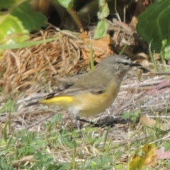 Acanthiza chrysorrhoa (Yellow-rumped Thornbill) at Conder, ACT - 31 May 2014 by MichaelBedingfield