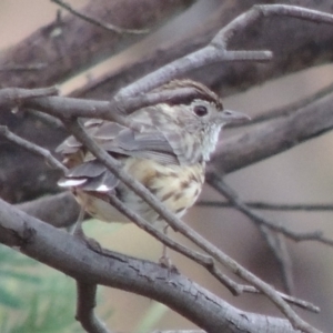 Pyrrholaemus sagittatus at Tharwa, ACT - 5 Mar 2014