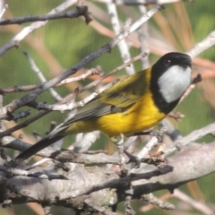 Pachycephala pectoralis (Golden Whistler) at Conder, ACT - 29 May 2014 by michaelb