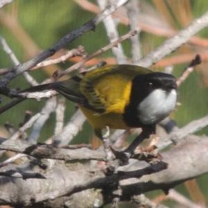 Pachycephala pectoralis at Conder, ACT - 29 May 2014