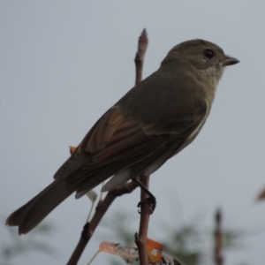 Pachycephala pectoralis at Conder, ACT - 25 Apr 2014