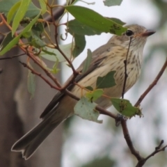 Pachycephala rufiventris (Rufous Whistler) at Paddys River, ACT - 29 Mar 2014 by MichaelBedingfield