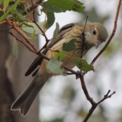 Pachycephala rufiventris at Paddys River, ACT - 29 Mar 2014 06:44 PM