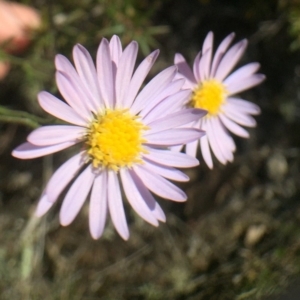 Brachyscome rigidula at Bungendore, NSW - 25 Feb 2016 07:54 PM