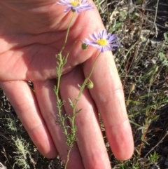 Brachyscome rigidula at Bungendore, NSW - 25 Feb 2016 07:54 PM