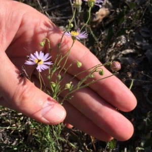 Brachyscome rigidula at Bungendore, NSW - 25 Feb 2016 07:54 PM