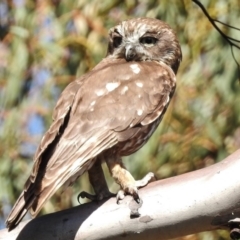 Ninox boobook (Southern Boobook) at Tennent, ACT - 9 Feb 2016 by JohnBundock
