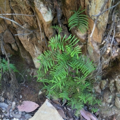 Gleichenia microphylla (Scrambling Coral Fern) at Uriarra Village, ACT - 25 Feb 2016 by NickiTaws