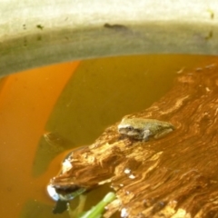 Litoria peronii (Peron's Tree Frog, Emerald Spotted Tree Frog) at Weetangera, ACT - 26 Feb 2015 by Ruth