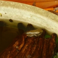 Litoria peronii at Weetangera, ACT - 26 Feb 2015 02:51 PM