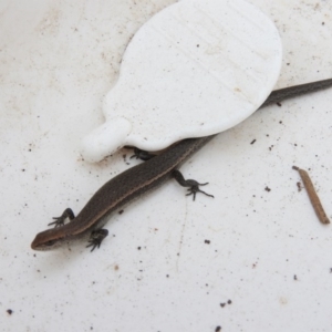 Lampropholis delicata at Fadden, ACT - 24 Feb 2016 05:42 PM