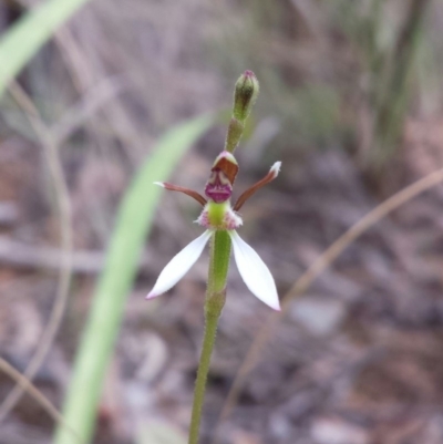 Eriochilus cucullatus (Parson's Bands) at ANBG South Annex - 26 Feb 2016 by MattM