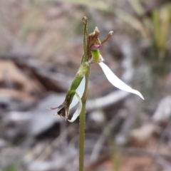 Eriochilus cucullatus at Acton, ACT - suppressed