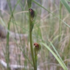 Speculantha rubescens (Blushing Tiny Greenhood) at Acton, ACT - 26 Feb 2016 by MattM