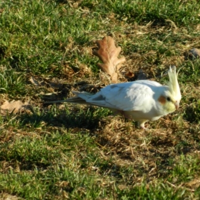 Nymphicus hollandicus (Cockatiel) at Dickson, ACT - 11 Jun 2015 by RyuCallaway