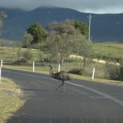 Dromaius novaehollandiae (Emu) at Paddys River, ACT - 5 Jul 2014 by galah681