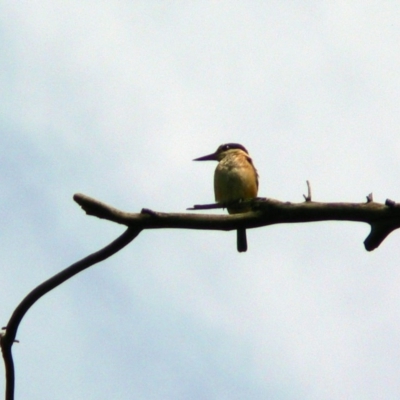 Todiramphus sanctus (Sacred Kingfisher) at Paddys River, ACT - 4 Dec 2009 by galah681