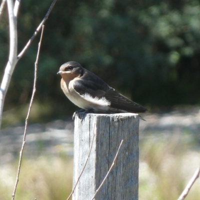 Hirundo neoxena (Welcome Swallow) at Paddys River, ACT - 4 Nov 2011 by galah681