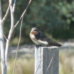 Hirundo neoxena at Paddys River, ACT - 5 Nov 2011