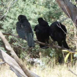 Corcorax melanorhamphos at Paddys River, ACT - 7 May 2011