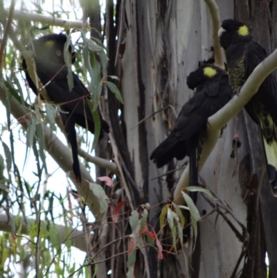 Zanda funerea (Yellow-tailed Black-Cockatoo) at Paddys River, ACT - 6 Dec 2013 by galah681