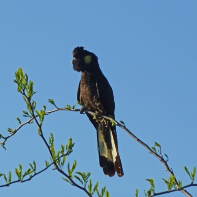 Zanda funerea (Yellow-tailed Black-Cockatoo) at Paddys River, ACT - 22 Oct 2011 by galah681