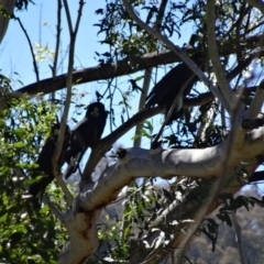 Zanda funerea (Yellow-tailed Black-Cockatoo) at Kambah, ACT - 3 Nov 2013 by galah681