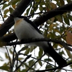 Myiagra inquieta (Restless Flycatcher) at Lake Tuggeranong - 21 Apr 2015 by ArcherCallaway